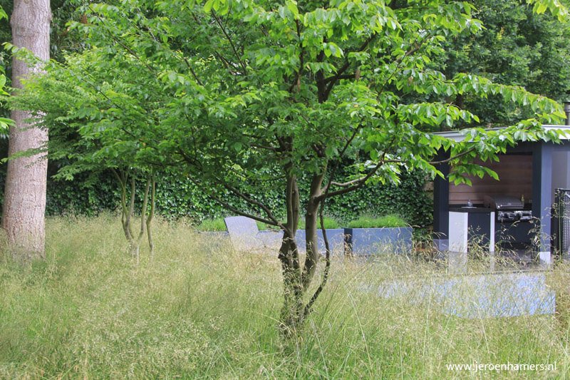 Grillige meerstammige boom - www.jeroenhamers.nl