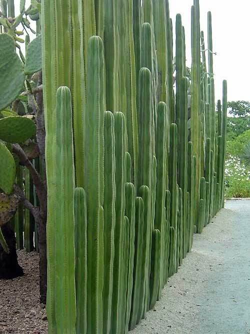 Hoge cactussen