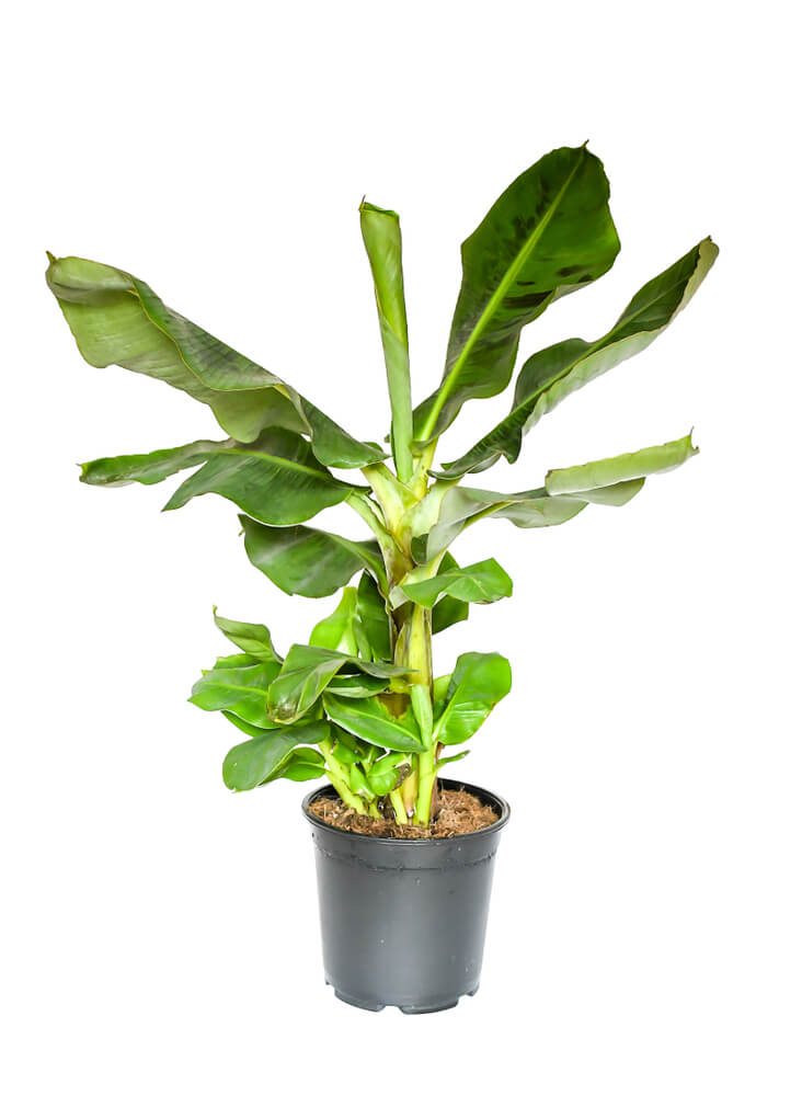 Bananenplant