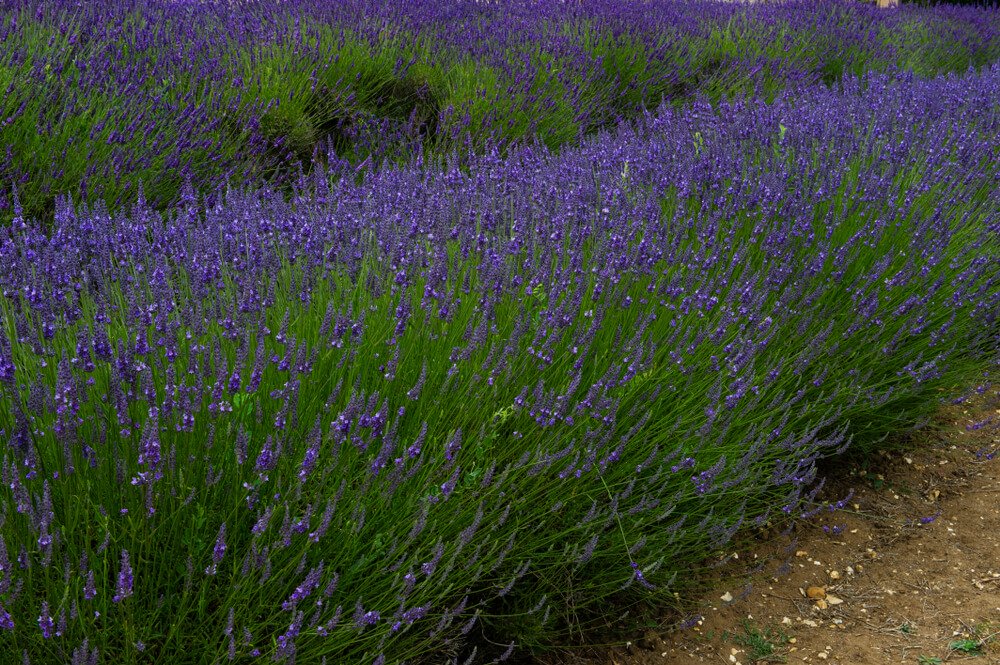 Lavendel (Lavandula Intermedia)