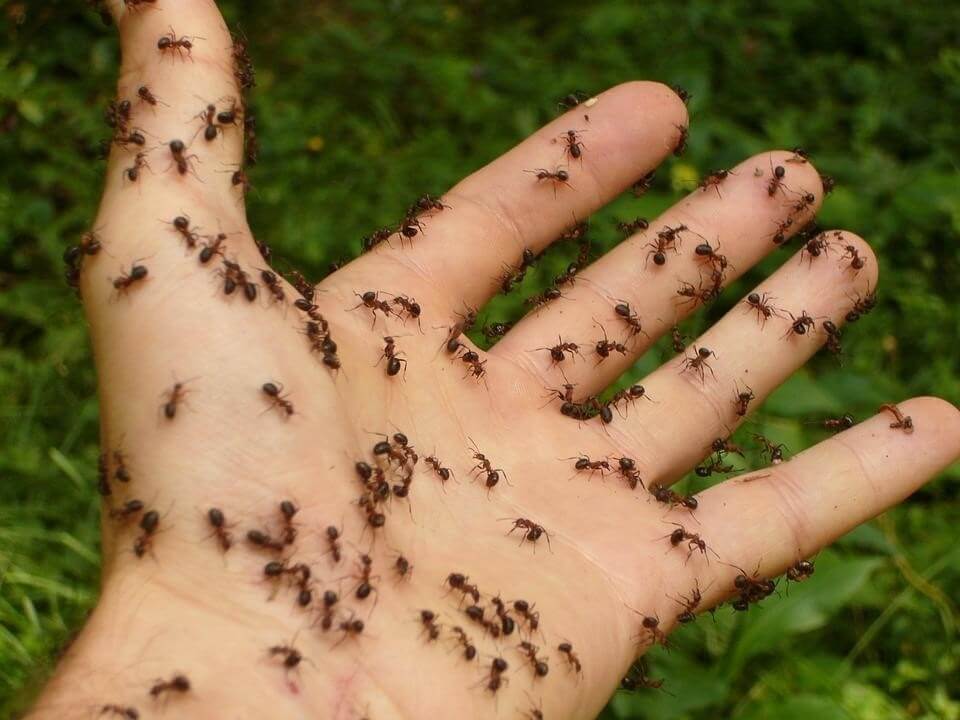 Kleine mieren in huis