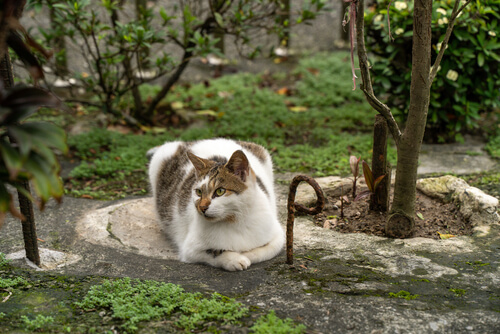 Zo kun je het beste katten uit tuin houden | Ik woon fijn