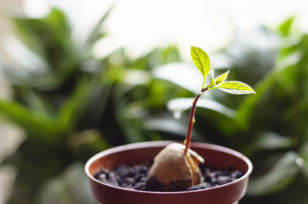Avocado boom groeien: lees onze handige tips