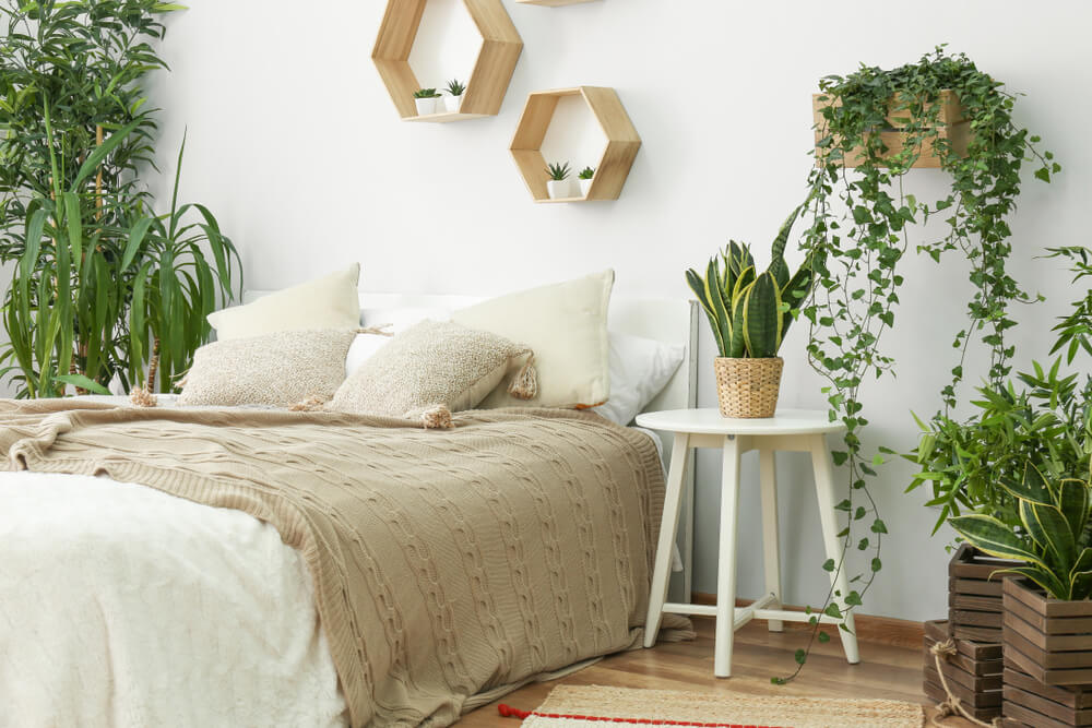 9 planten in de slaapkamer die je nachtrust verbeteren