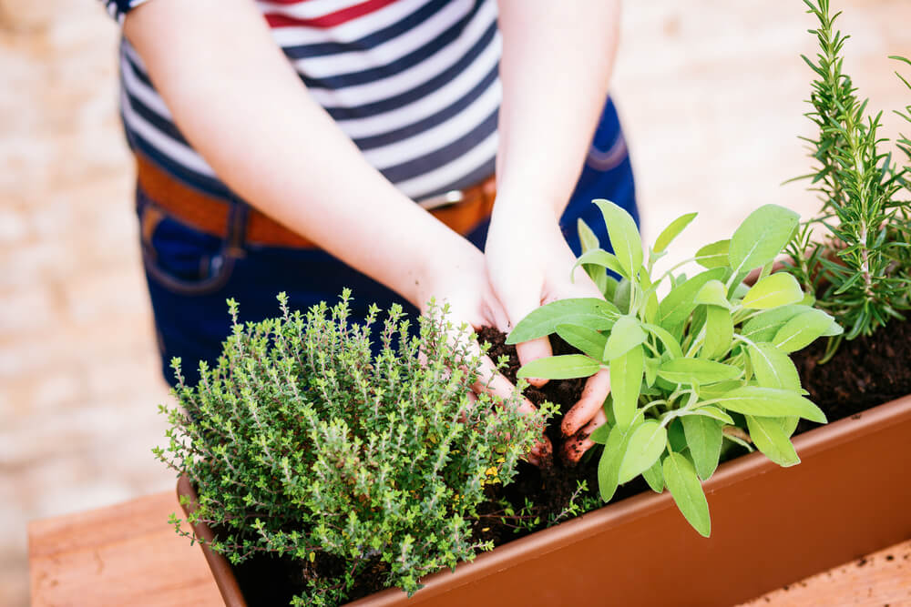5 tips en tricks: zelf kruiden groeien in je tuin of op je balkon