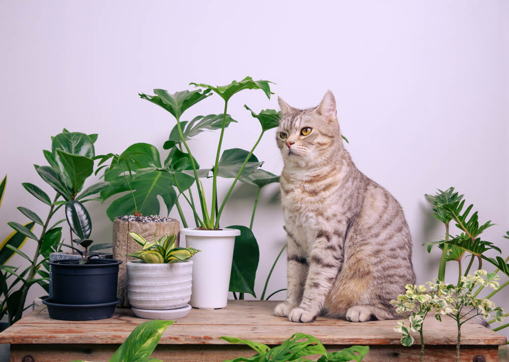 Katten en kamerplanten: wat moet je weten? Tips rondom giftigheid en meer!