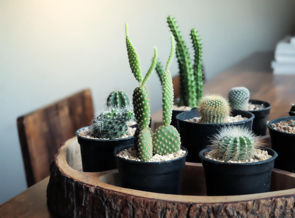 Alles weten over de cactus? Dít zijn 8 boeiende weetjes over deze populaire kamerplant